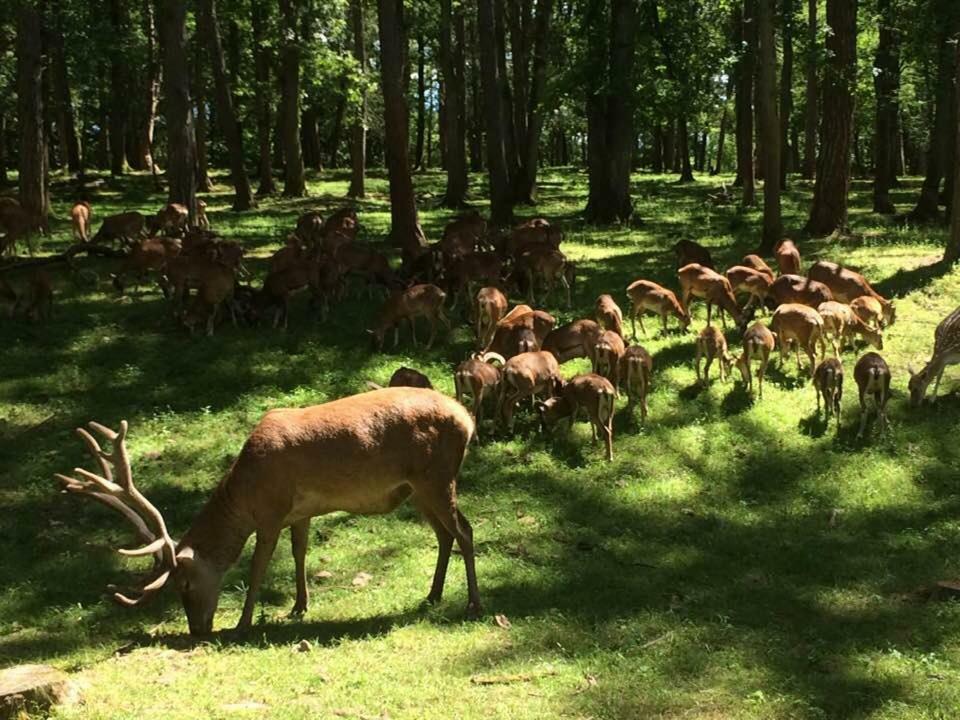 Chateau-Ferme Des Abys Paliseul Eksteriør bilde